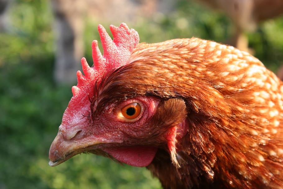 chicken, brown, bill, head, animal themes, domestic animals HD wallpaper