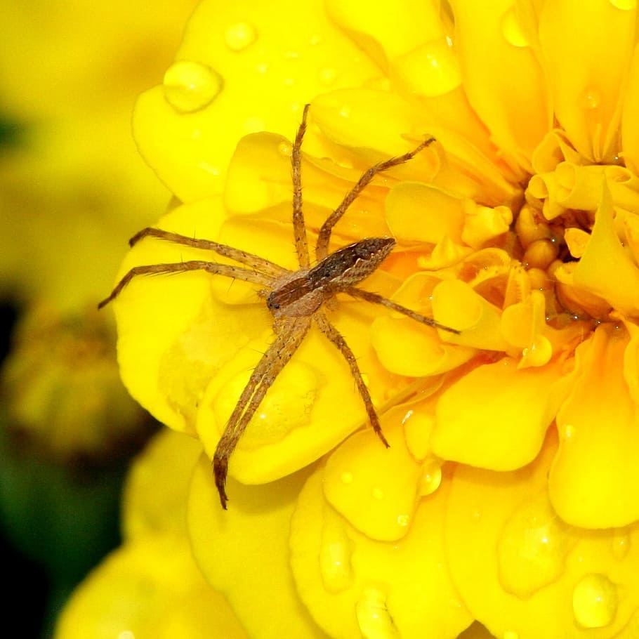 Small, Spider, Insect, Arachnid, predator, creepy, halloween HD wallpaper