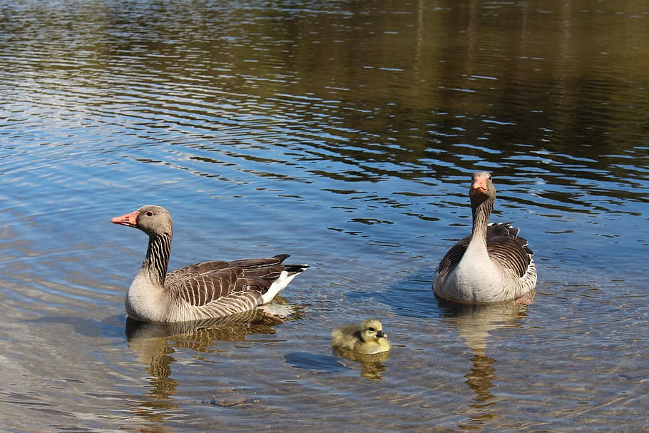 Canada goose oslo clearance norway