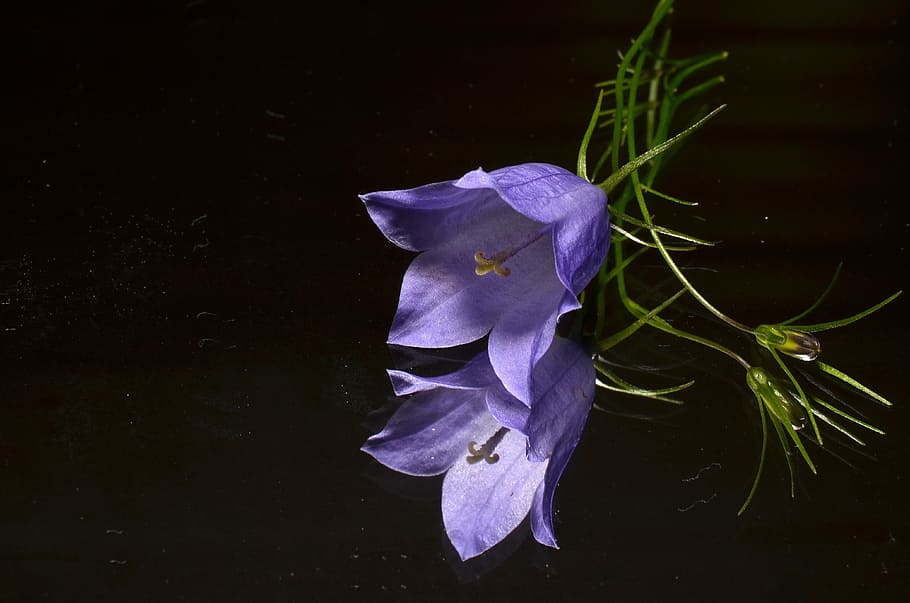 close up photography of purple campanula flowers, blue, mirror HD wallpaper