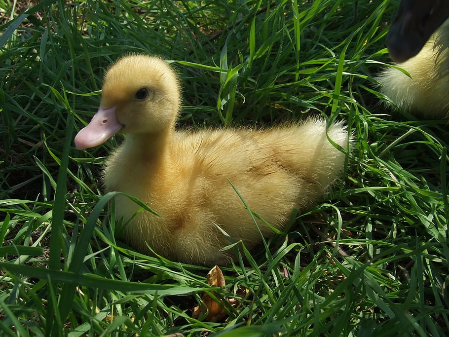 duckling, yellow small, spring, animal themes, grass, young bird HD wallpaper