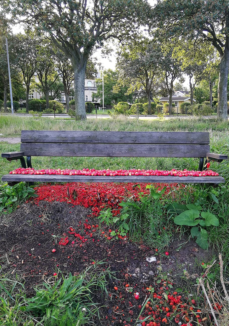 bench, rosehip, red, colors, summer, sweden, plant, tree, growth HD wallpaper