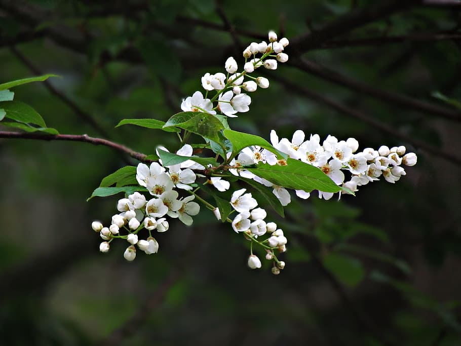 spring, flowers, the buds, tree, nature, blooms, blooming, plants HD wallpaper