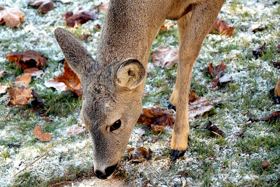 roe deer, wild, nature, forest, animal, mammal, scheu, wild animal HD wallpaper