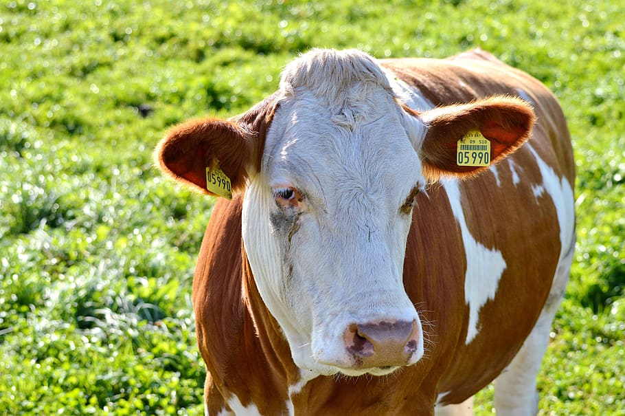cow, beef, ruminant, cattle, livestock, paarhufer, pasture HD wallpaper