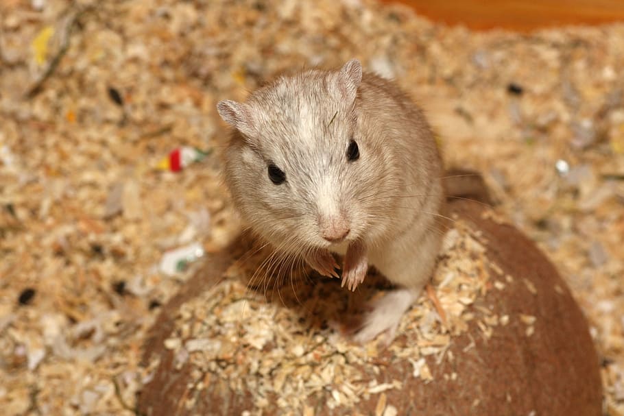 Hamster, Mouse, White, Beige, Pet, Sweet, cage, begging, cute HD wallpaper