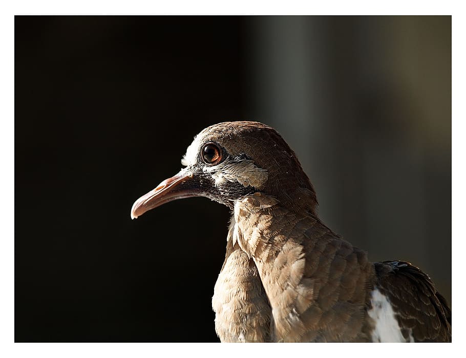 Pidgeon, Eye, Bird, Fly, Wings, Feather, wildlife, beak, dom HD wallpaper