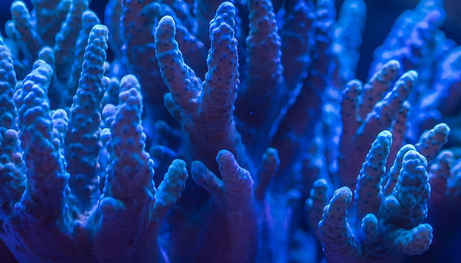 aquarium, polyp, underwater, blue, sea life, animal, animal themes HD wallpaper