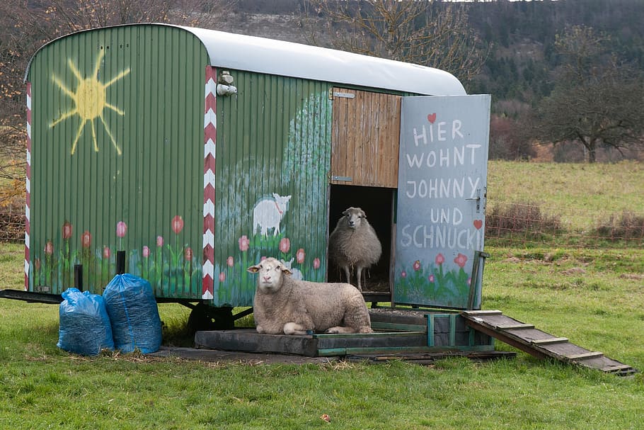 sheep, bauwagen, live, mammal, animal, animal themes, domestic HD wallpaper