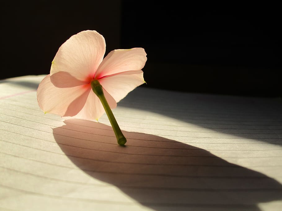 rosy periwinkle, light, abstract, plant, sunlight, flowering plant HD wallpaper