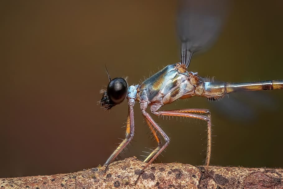 damselfly, insect, odonata, macro, close up, dragonfly, nature HD wallpaper