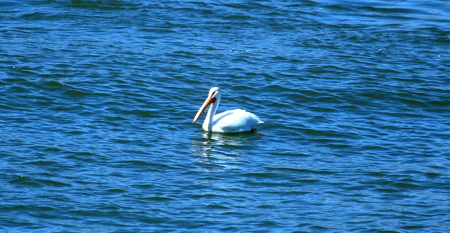 pelican, bird, large, white, bill, long, swimming, water, lake HD wallpaper