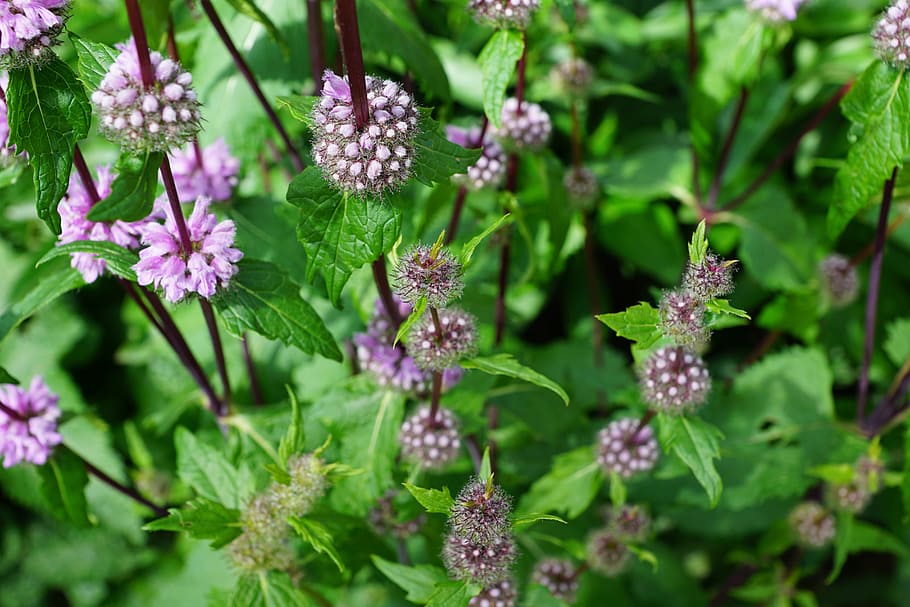 purple petaled flower, Mint, Herbs, Blossom, Bloom, nature HD wallpaper