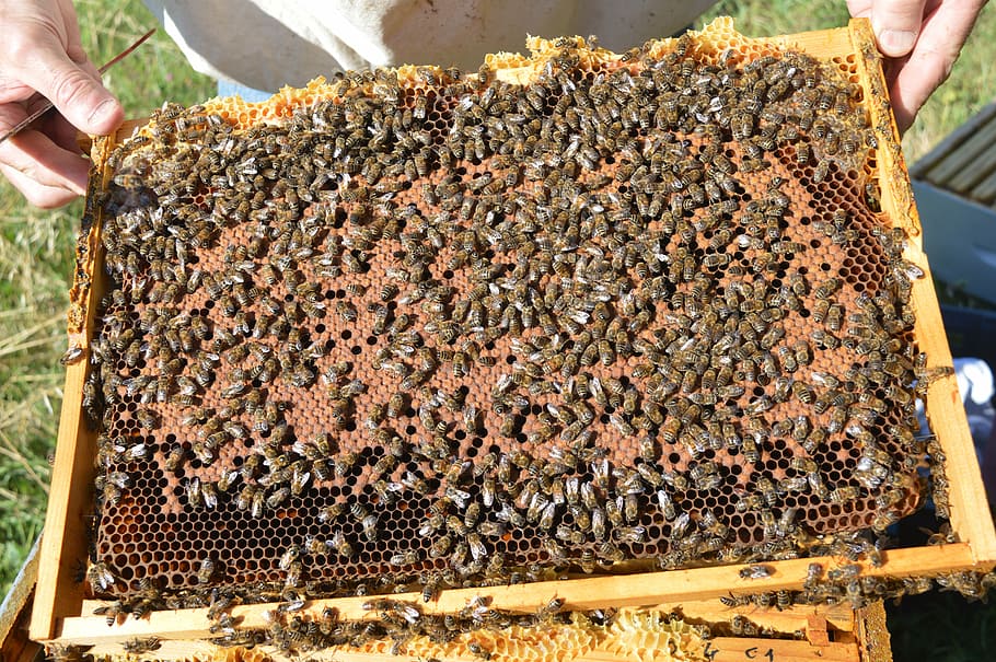 brood, closed, framework brood, bee, beehive, honey, beekeeper HD wallpaper