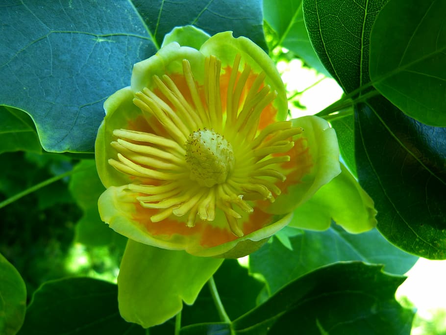 tulip tree, blossom, bloom, magnoliengewaechs, liriodendron tulipifera HD wallpaper