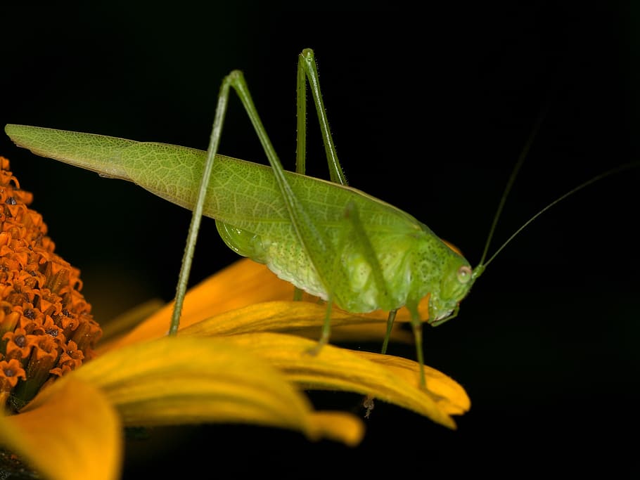 insect, grasshopper, macro, close, plant part, leaf, close-up HD wallpaper