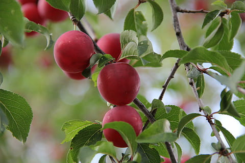 mirabelle, berries, plum, tree, healthy eating, fruit, food and drink HD wallpaper