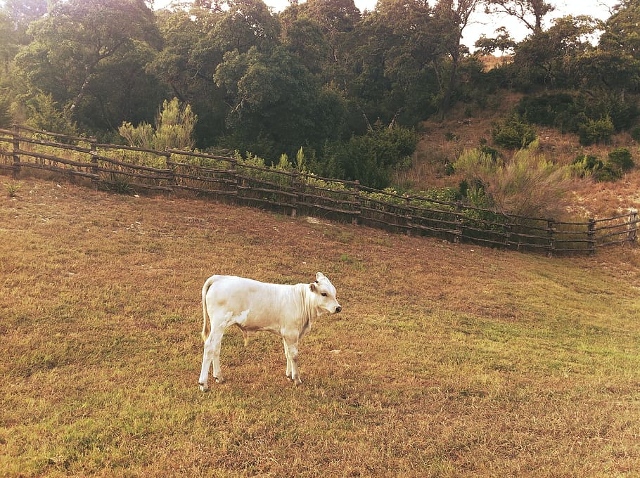 white cattle, white cattle on green grass field near green trees