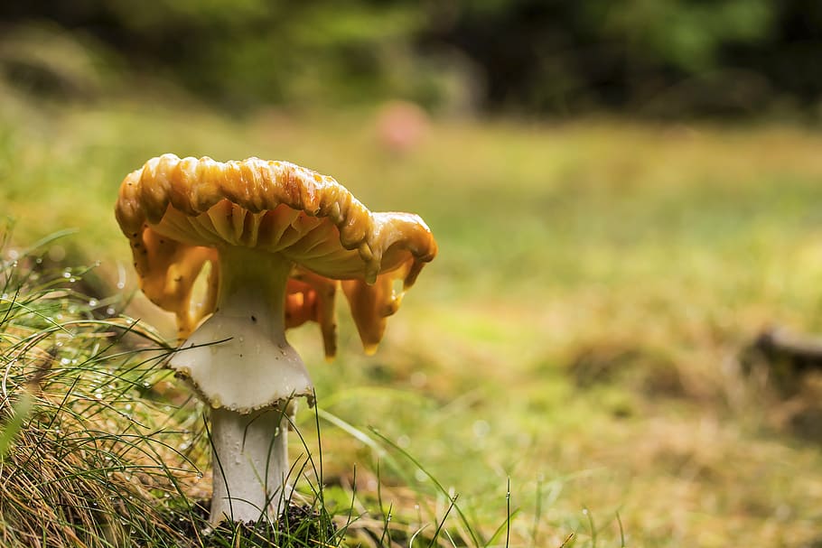 mushroom, agaric, nature, forest, meadow, toxic mushroom, passing away HD wallpaper