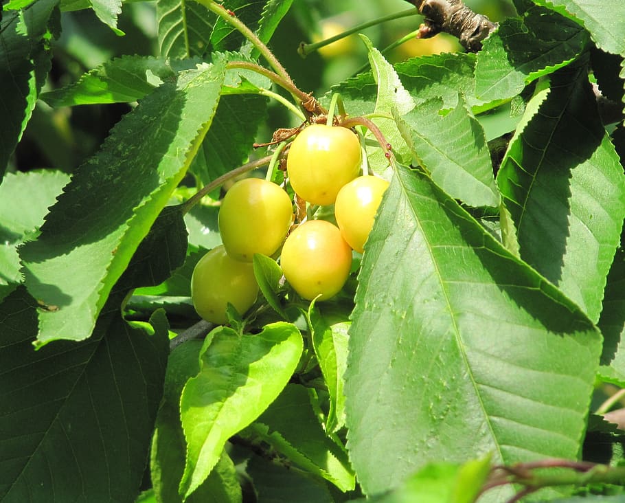 cherries, ripening, yellow, tree, fruit, food, fresh, nature HD wallpaper