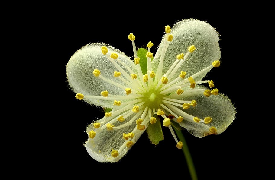 flora, macro, tiny, flower, flowering plant, fragility, vulnerability HD wallpaper