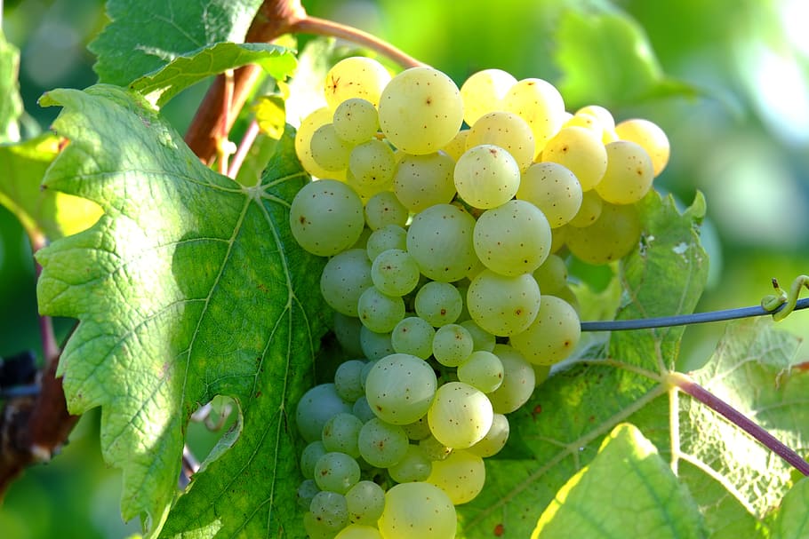 close-up photo of green grapes, Wine, Fruit, Winegrowing, Plant, HD wallpaper