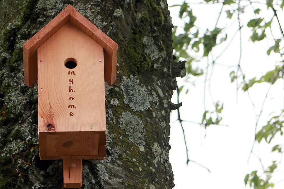 aviary, bird feeder, nesting box, nesting help, nesting place, HD wallpaper
