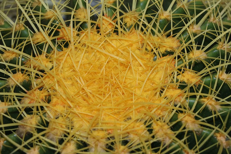 cactus, clear, plant, close-up, no people, succulent plant HD wallpaper