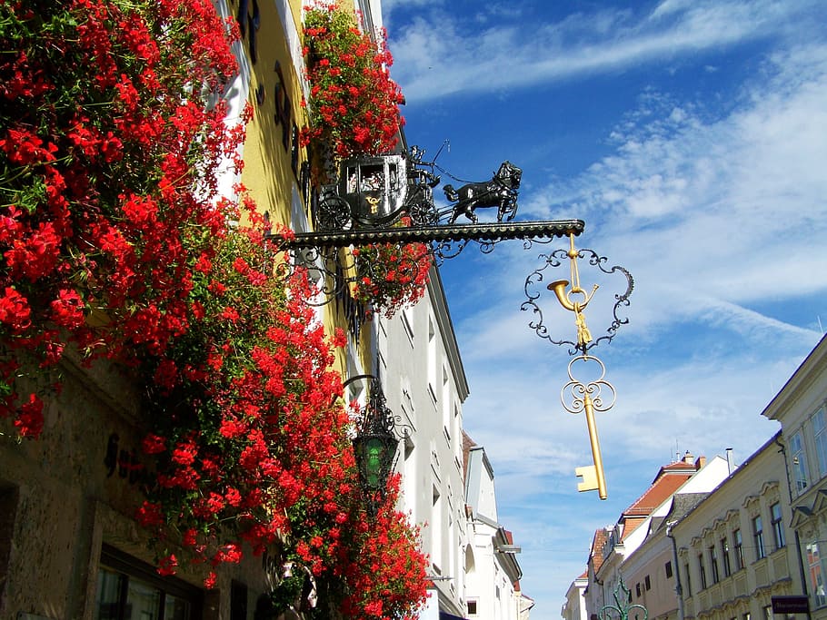 red flowers on wall of a building photo, signboard, krems, the historical center, HD wallpaper