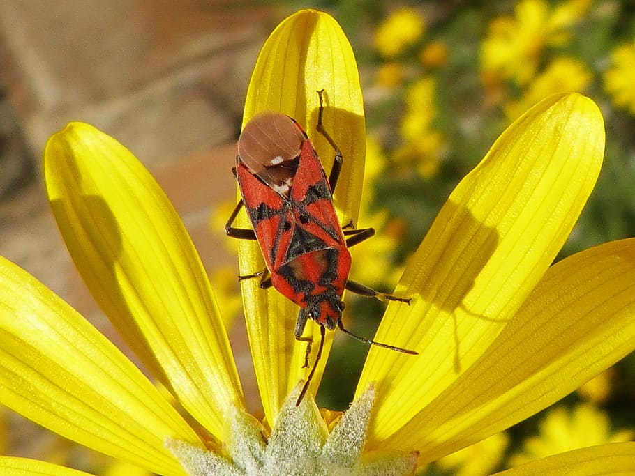bug, insect, red, libar, daisy, yellow flower, invertebrate HD wallpaper