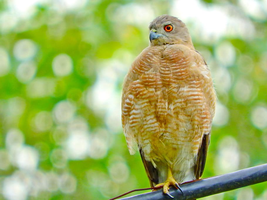Hawk, Wild, Predator, Hunting, Eagle, feathers, looking, bird HD wallpaper