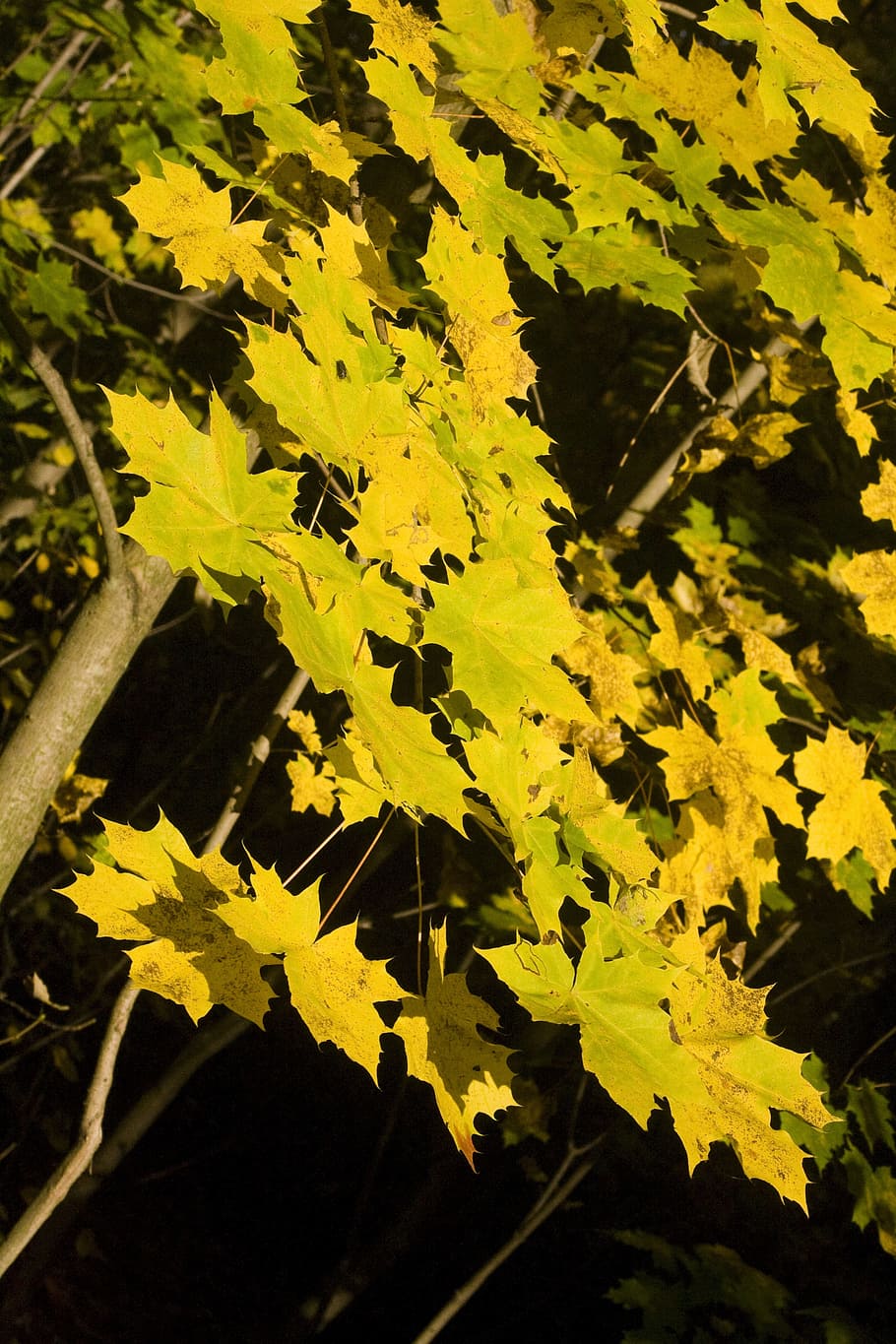 Maple, Golden, Light, Sun, Bright, leaves, autumn, emerge, fall foliage HD wallpaper