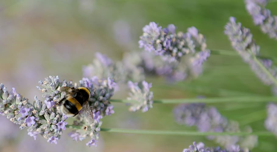 Bumble Bee, Lavender, summer, one animal, flower, animal themes HD wallpaper