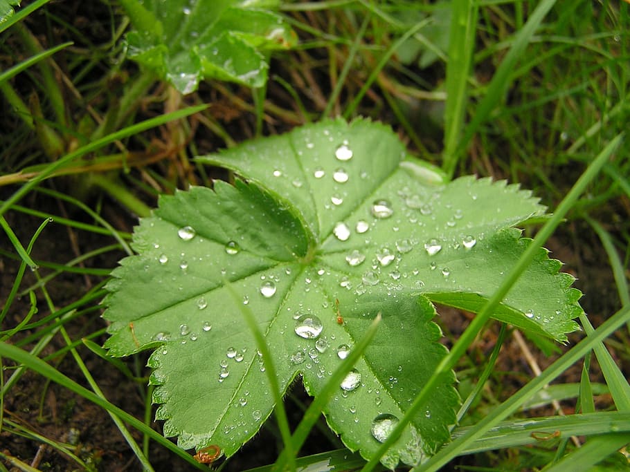 grass, grasses, nature, plant, rain, drip, raindrop, drop of water, HD wallpaper