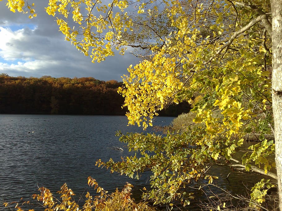 leaves, color, leaf, autumn, yellow sheet, tree, lake, schlachtensee HD wallpaper