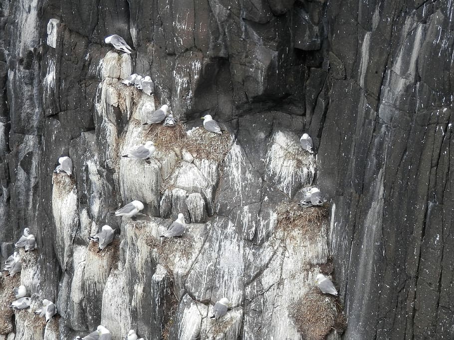 Seagulls, Nesting, Sea Gull, Cliffs, animal, wildlife, nature HD wallpaper