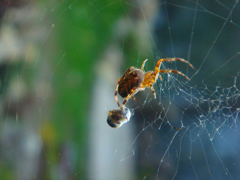 spider, insect, web, food, detail, animal themes, animals in the wild HD wallpaper