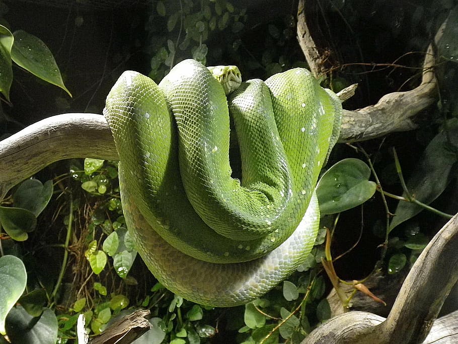 green snake on tree branch, python, terrarium, constrictor HD wallpaper