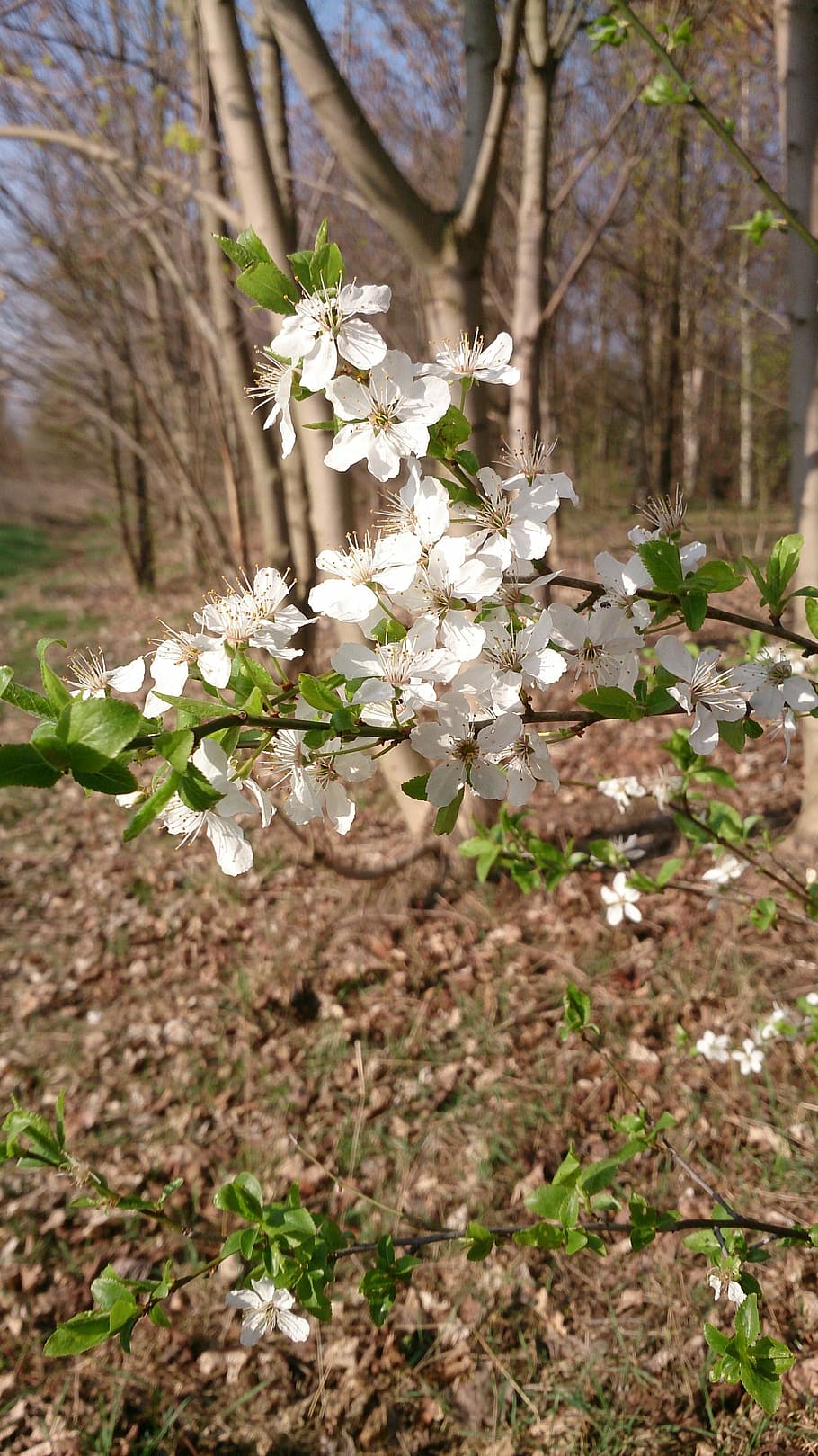 spring, nature, blossom, bloom, tree, white, plant, flora, close HD wallpaper