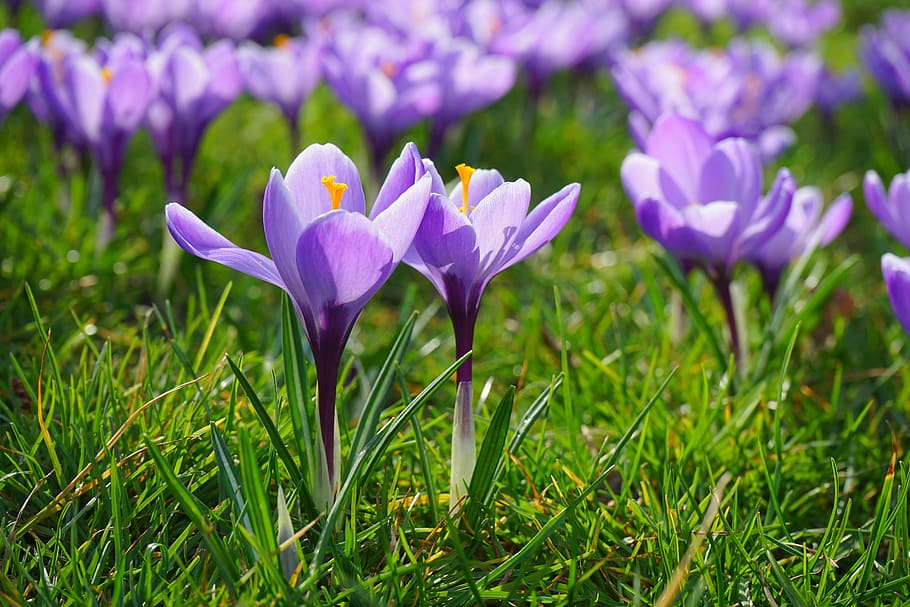 crocus, flowers, plant, spring, frühlingsblüher, violet, purple HD wallpaper