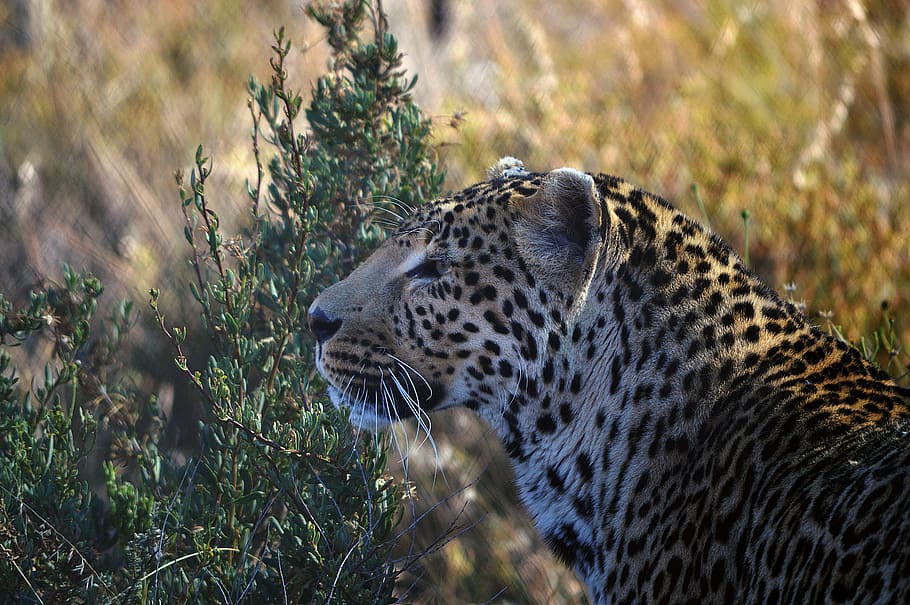 leopard, profile, karoo, mammal, predator, wild, carnivore HD wallpaper
