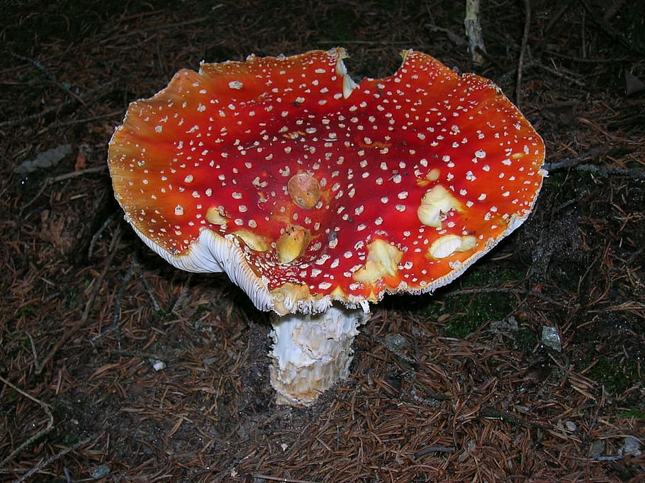 fly agaric, toadstool, sponge mushroom, toxic, red, white dots HD wallpaper