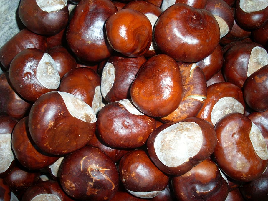 chestnut, autumn, nuts, food and drink, wellbeing, healthy eating HD wallpaper