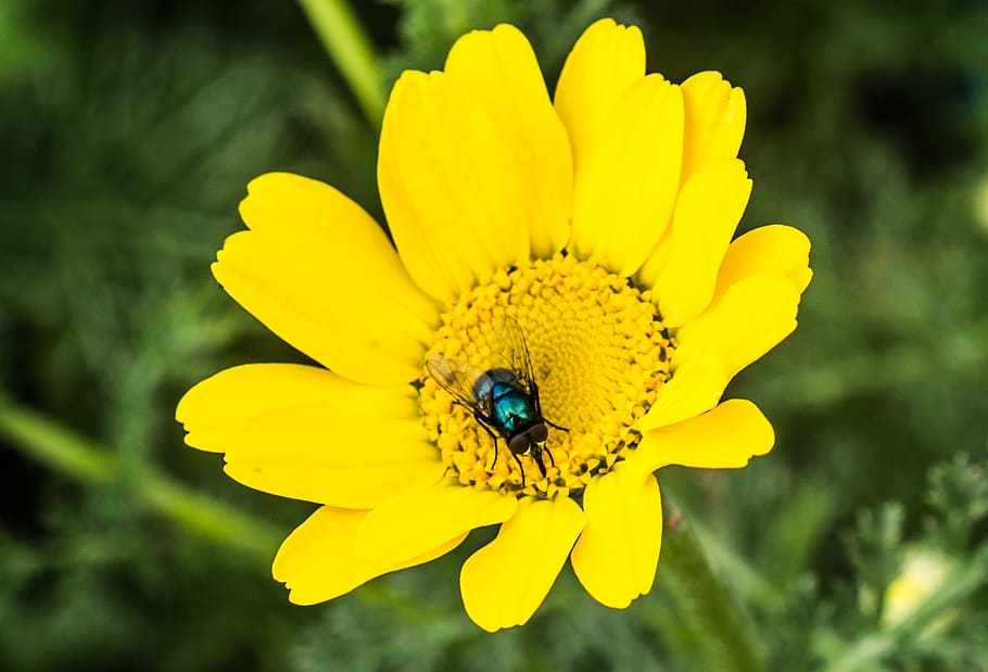 macro, flower, fly, yellow, nature, flowers, pistils, yellow flower HD wallpaper