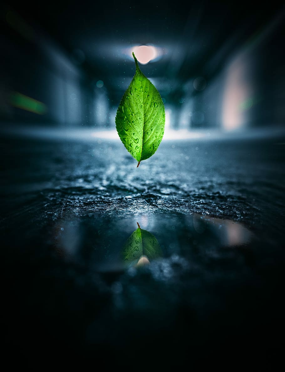 HD wallpaper: Levitate Leaf by grafixart_photo, selective focus photo ...