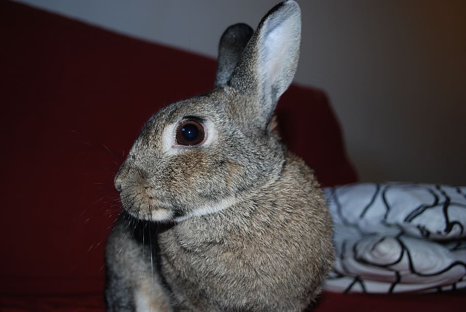 rabbit, pets, portrait, mammal, one animal, rabbit - animal HD wallpaper