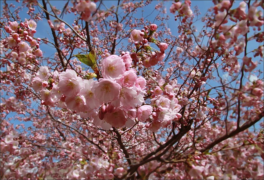 spring, flower, nature, pink Color, tree, springtime, japan HD wallpaper