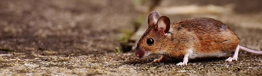 shallow focus photography of brown mice, mouse, rodent, cute, HD wallpaper