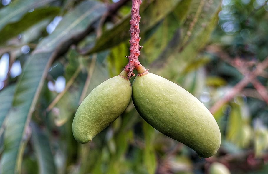 growing, mango, green, hanging, single stem, nature, fruit HD wallpaper