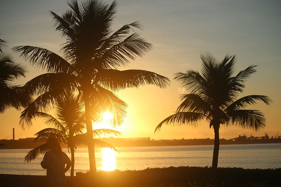 coconut, tree, plant, sky, sunset, sunrise, sunshine, sunlight HD wallpaper